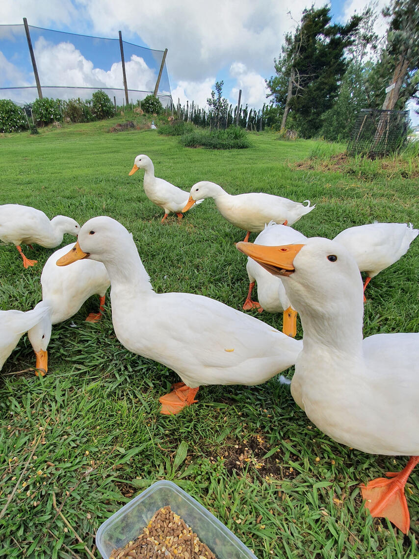 strawberry plants strawberry plants