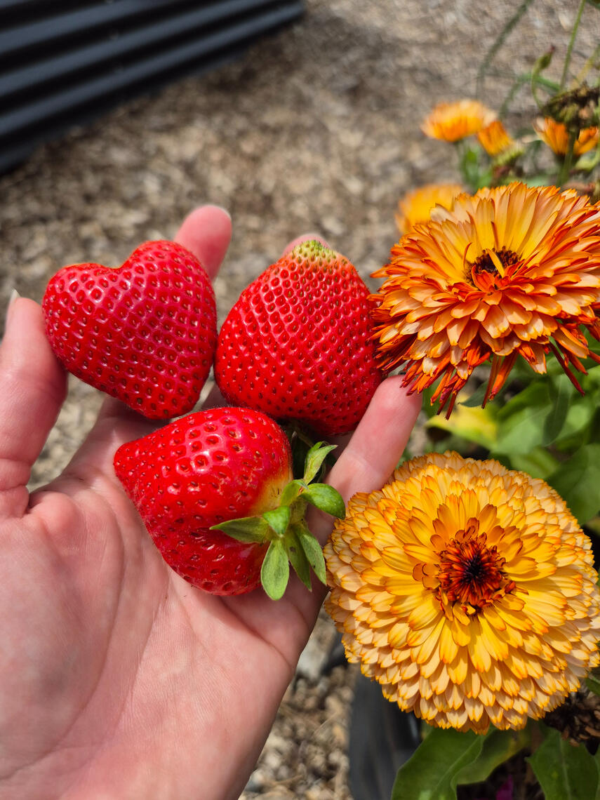 strawberries strawberries