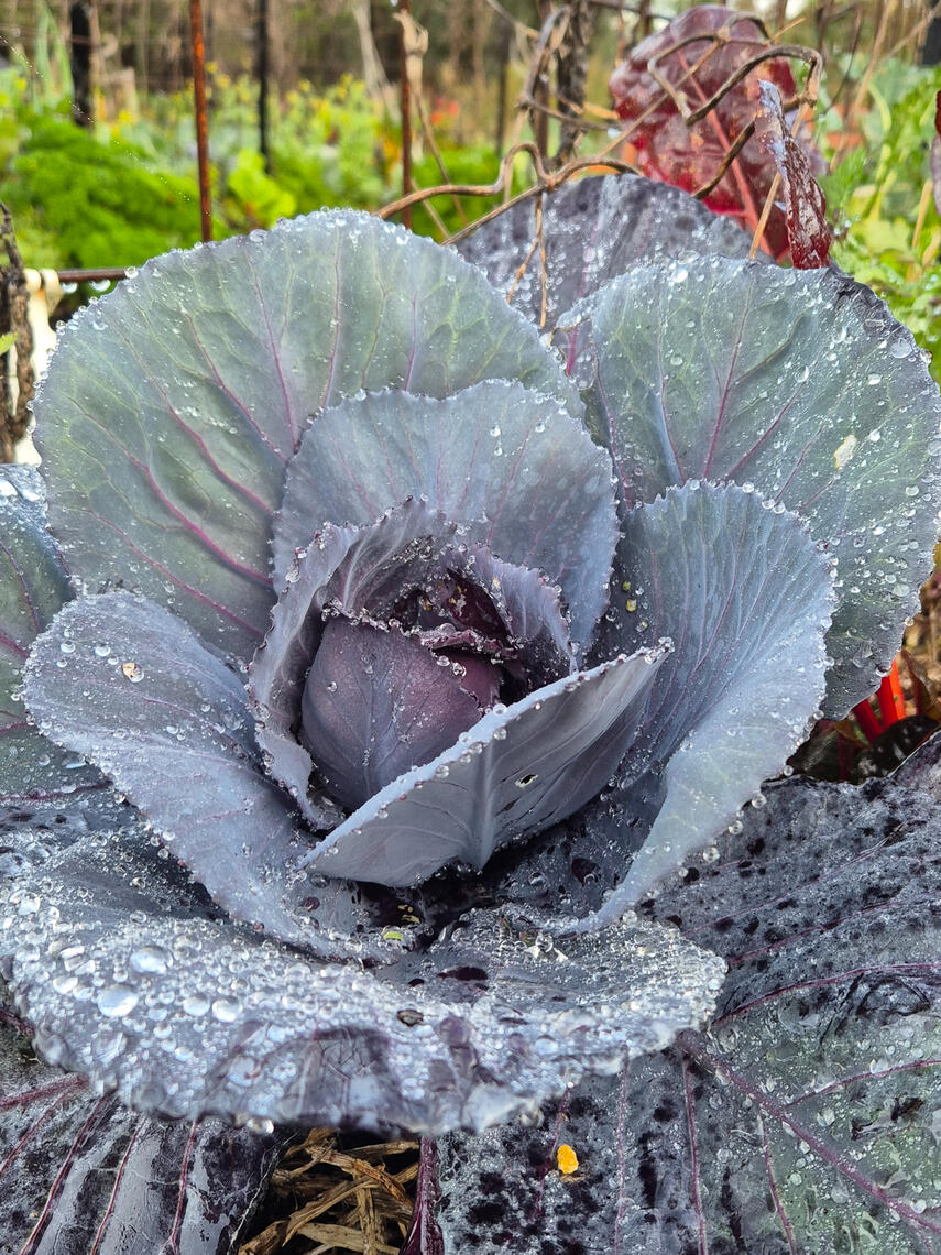 cabbages cabbages
