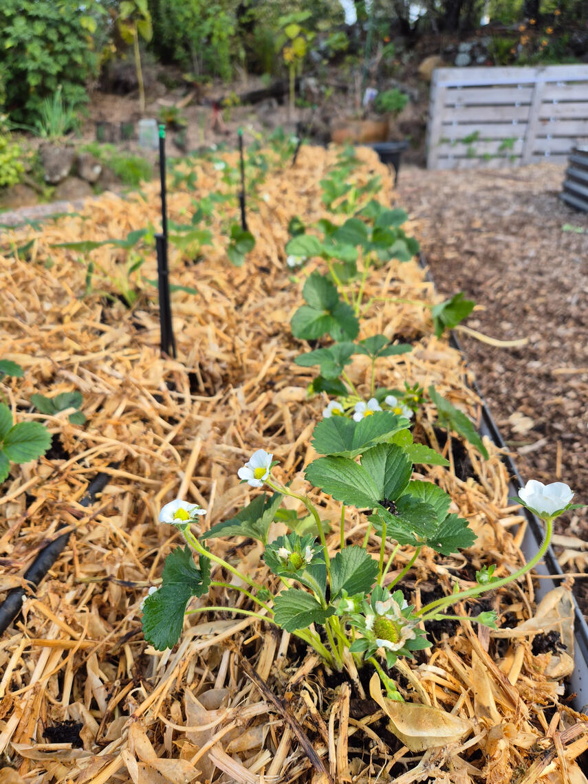 strawberry plants