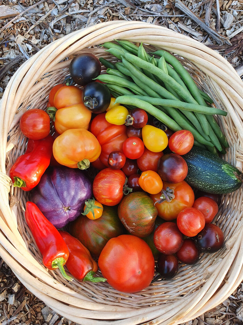 tomatoes tomatoes